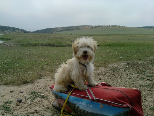 Hola soy Cooper y me encanta jugar, nadar y morder todo a mi paso..........